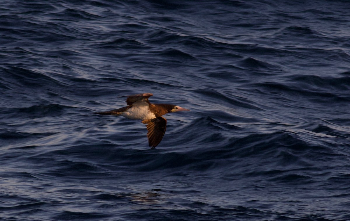 Brown Booby - Nathan Dubrow