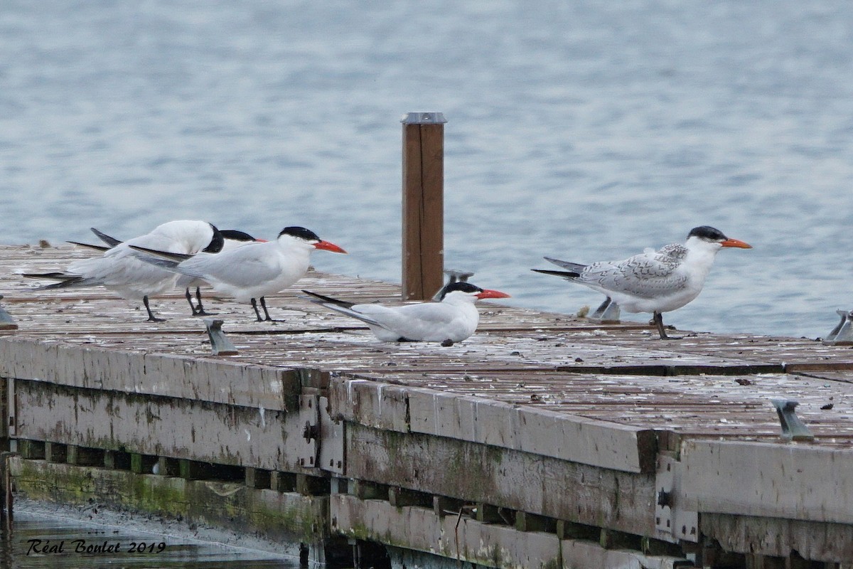 Caspian Tern - ML172272691