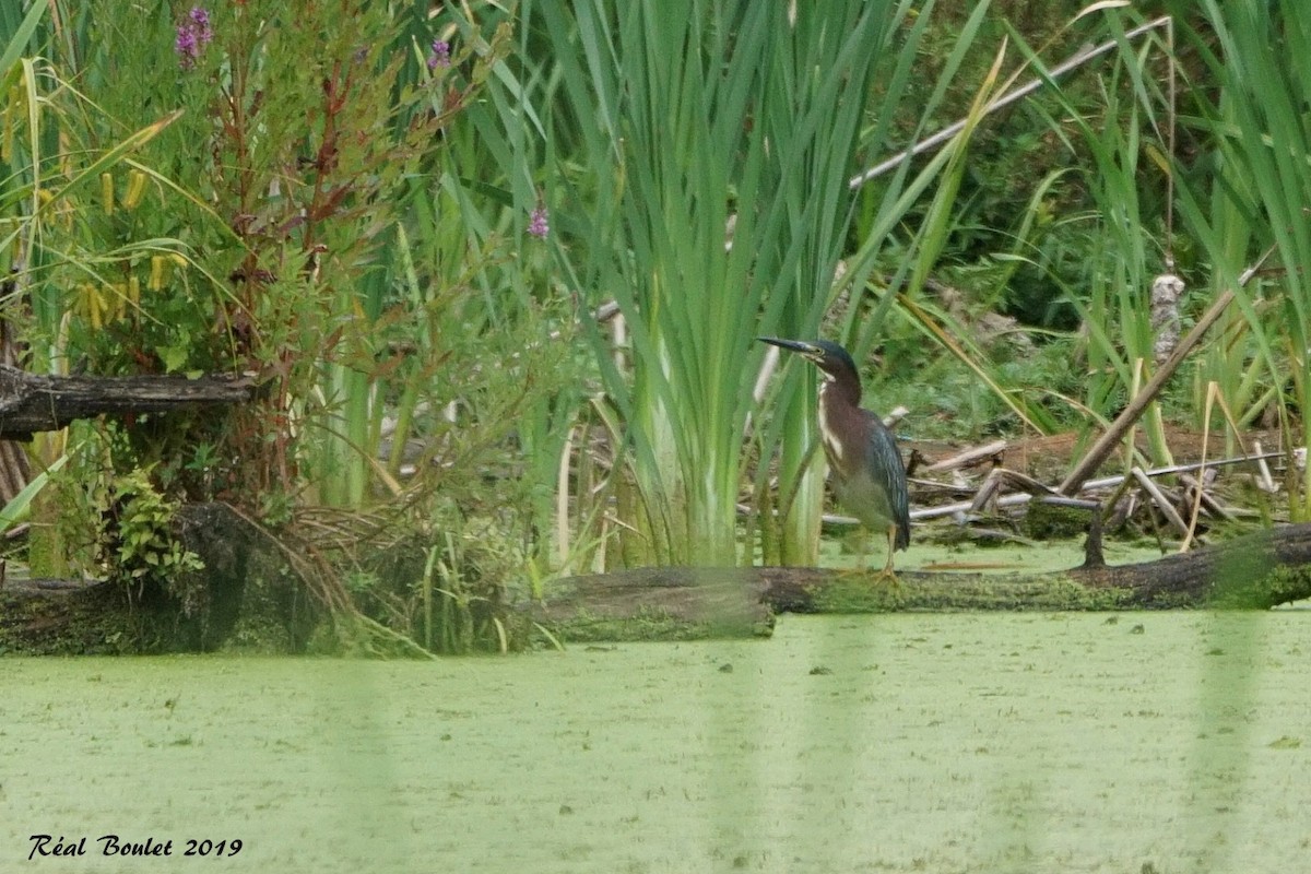 Green Heron - ML172272781