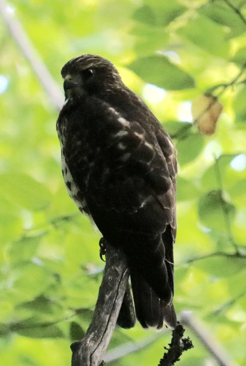 Broad-winged Hawk - Ben Freeman