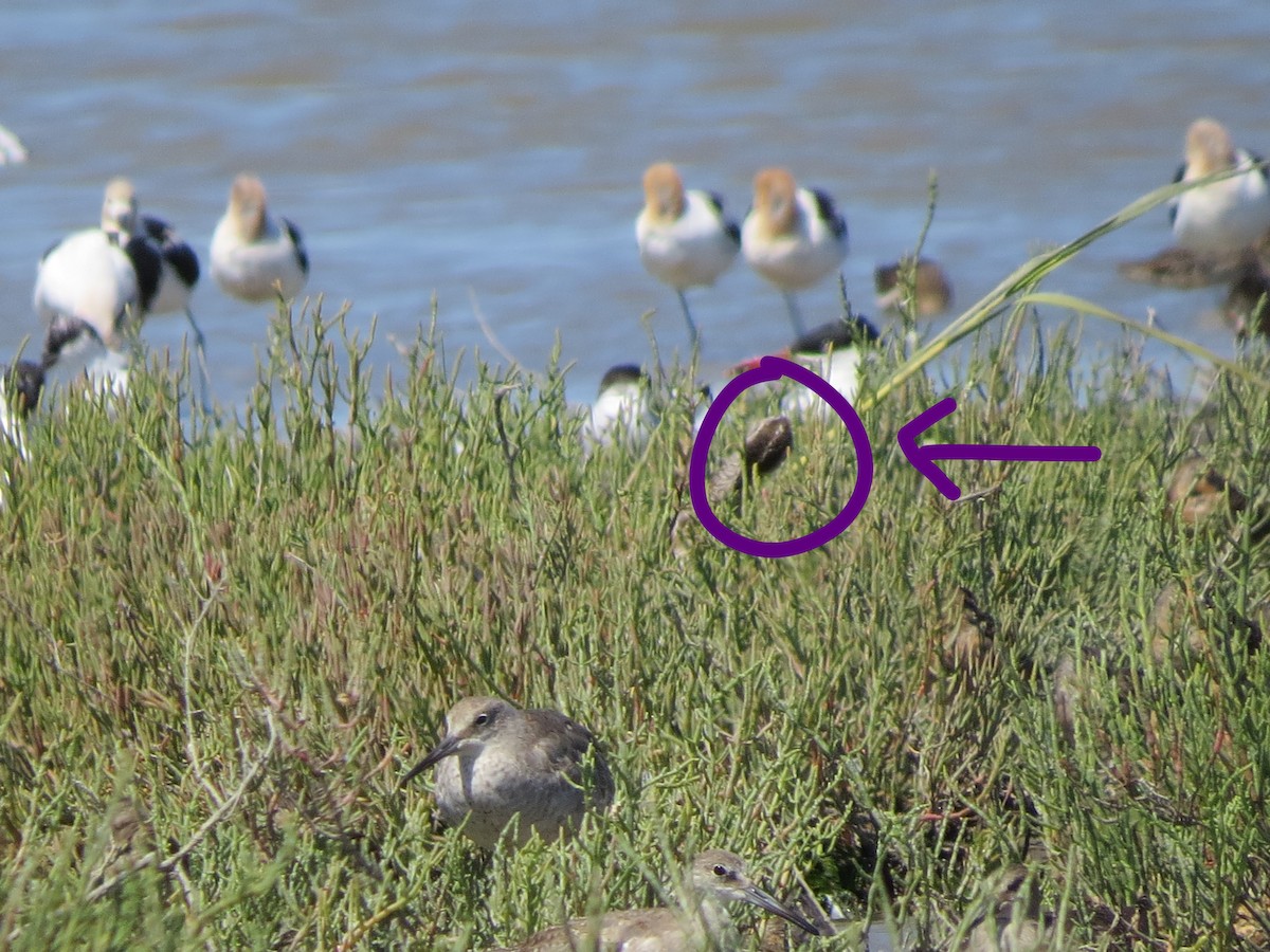 Whimbrel - Emilie Strauss