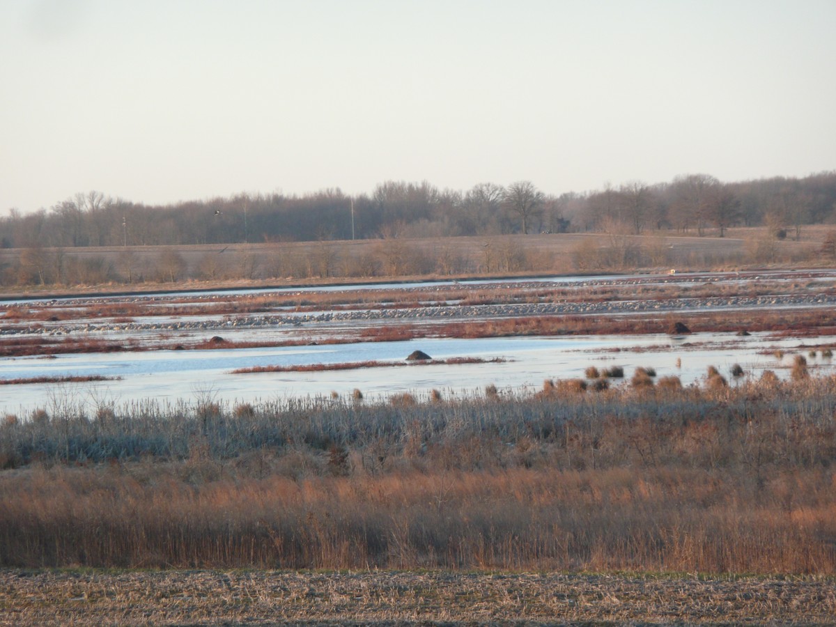 Sandhill Crane - Michael David