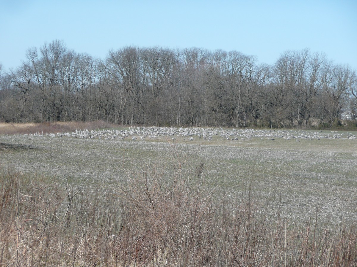 Sandhill Crane - ML172275411