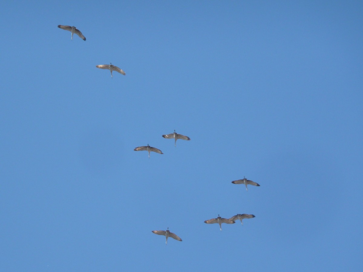 Sandhill Crane - Michael David