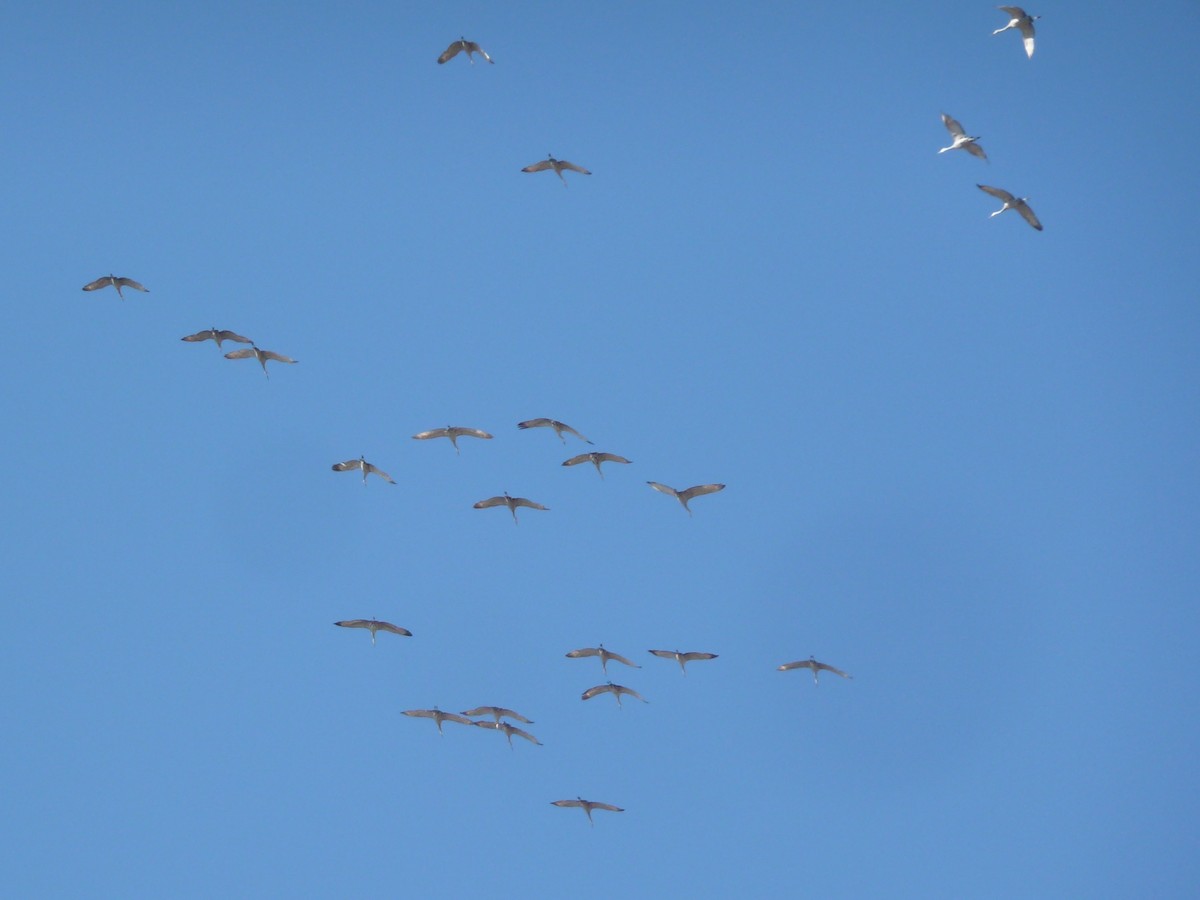 Sandhill Crane - ML172275441