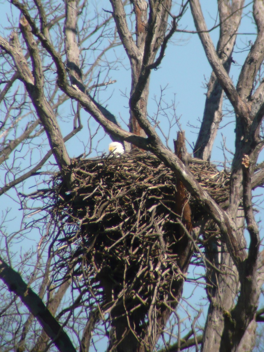 Weißkopf-Seeadler - ML172275731