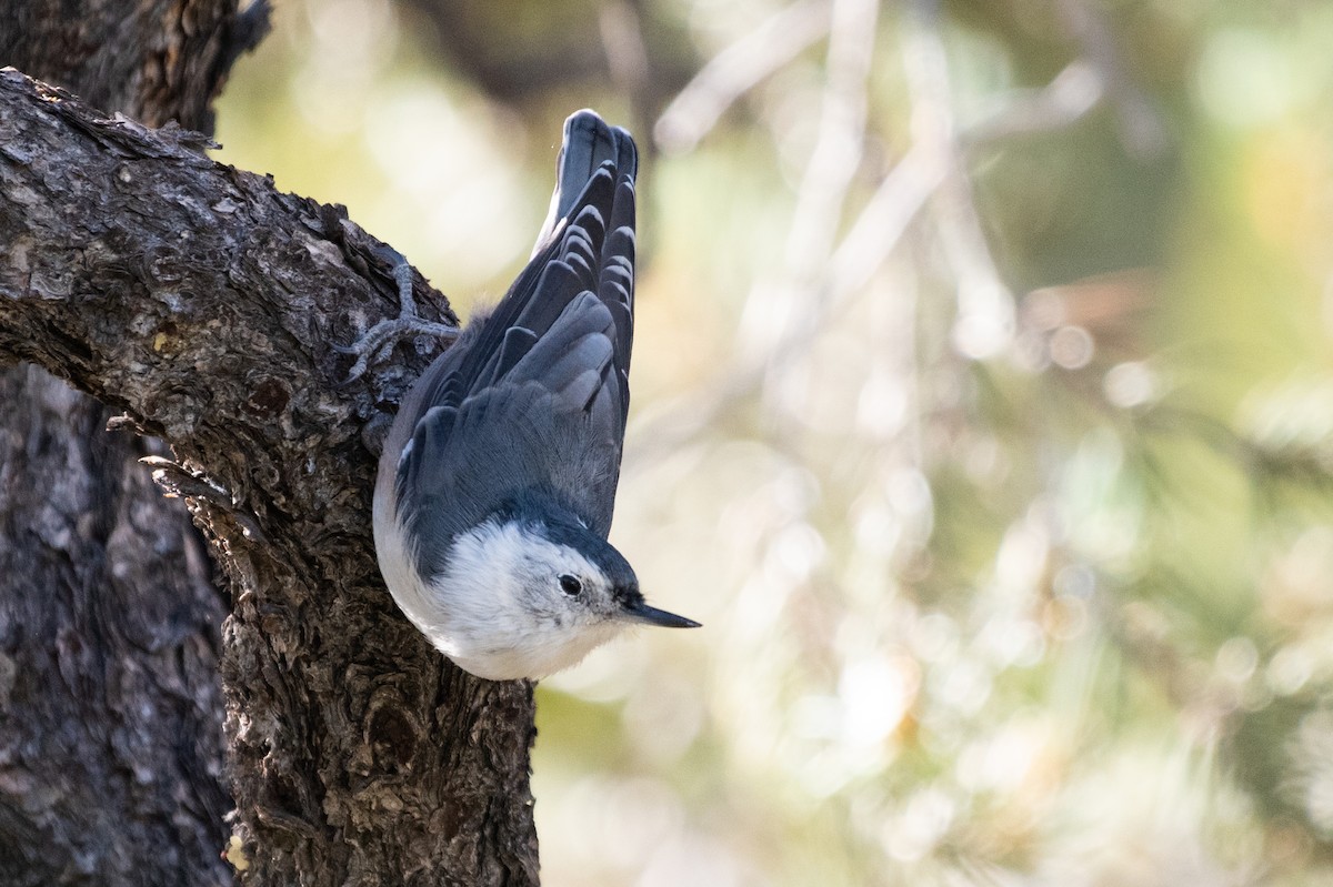 White-breasted Nuthatch - ML172276191