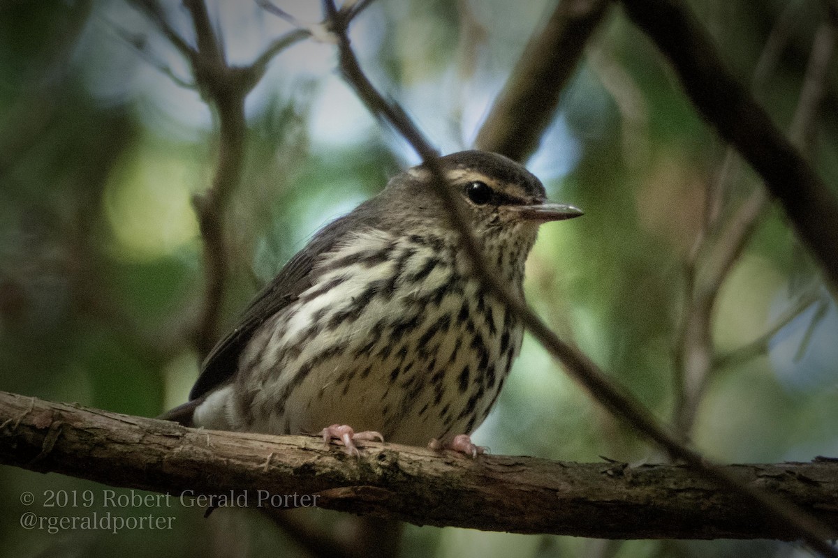Northern Waterthrush - ML172277351