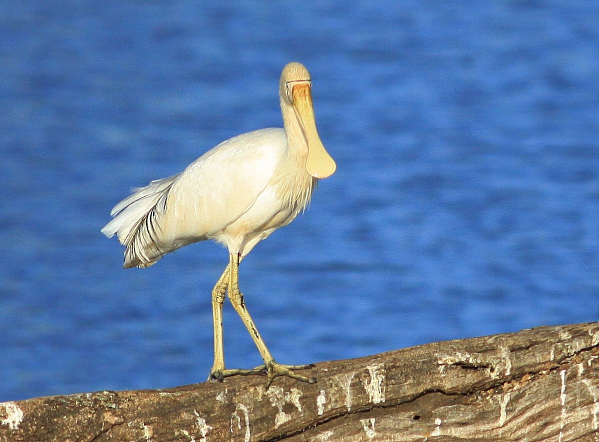 Yellow-billed Spoonbill - ML172277691