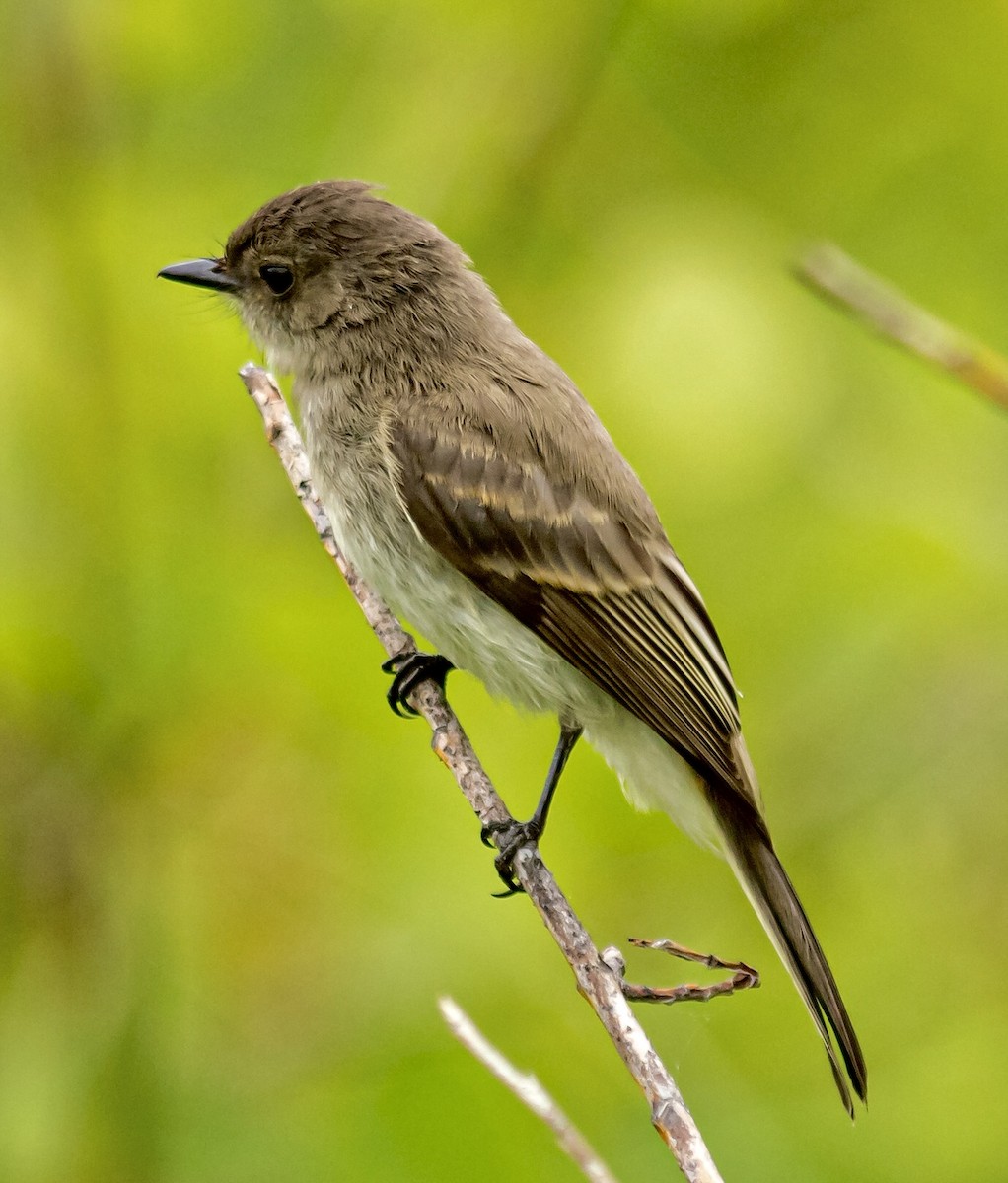 Eastern Phoebe - ML172278361