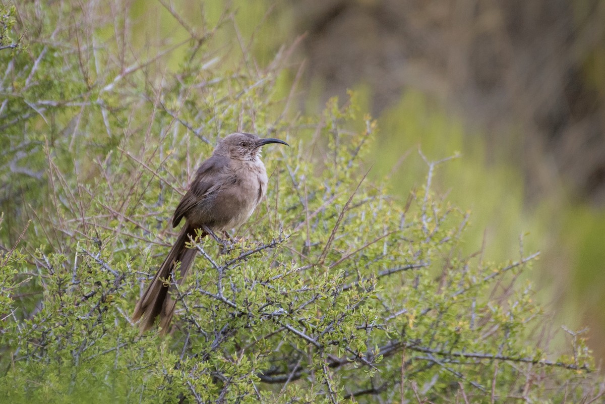 Crissal Thrasher - ML172278441