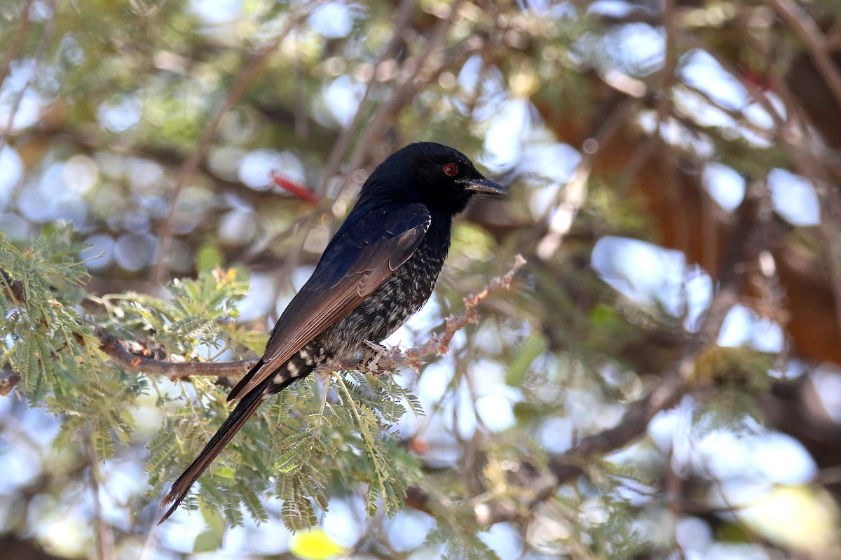 Fork-tailed Drongo - ML172280891