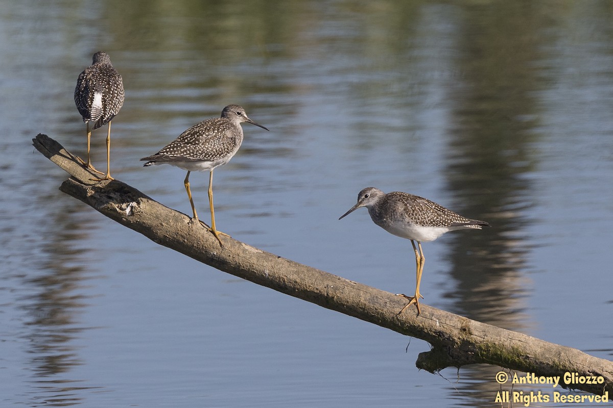 Lesser Yellowlegs - Anthony Gliozzo