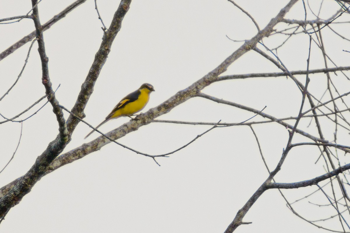 Minivet Escarlata - ML172284561