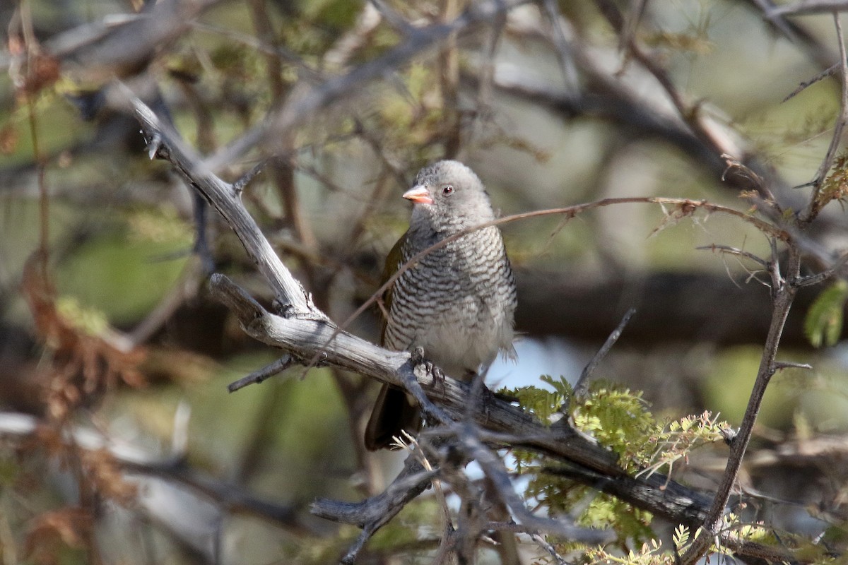 Green-winged Pytilia - ML172286731