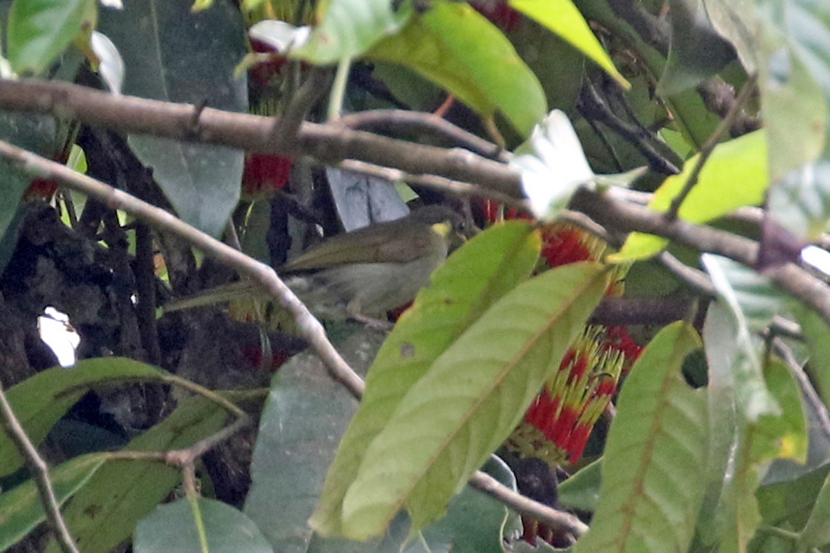 Yellow-gaped Honeyeater - ML172287771