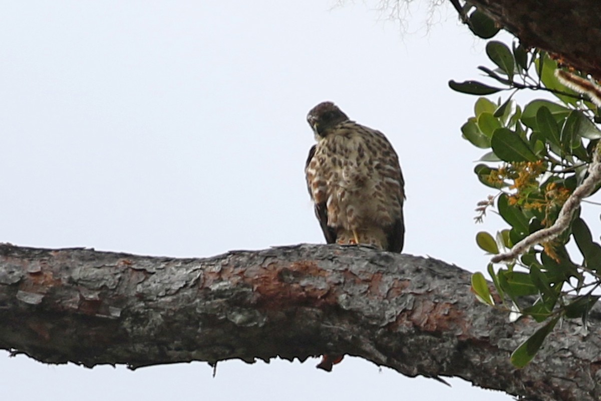 Black-mantled Goshawk - ML172287921