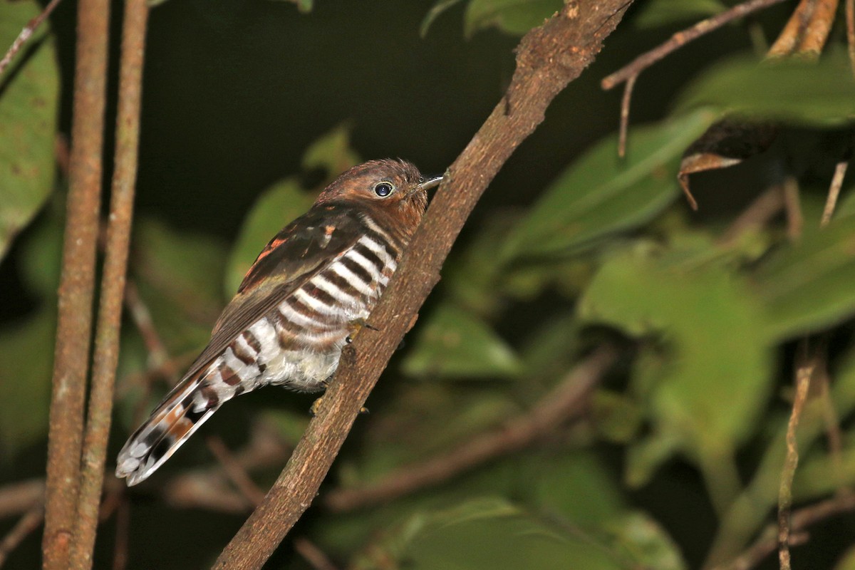 Rufous-throated Bronze-Cuckoo - Charley Hesse