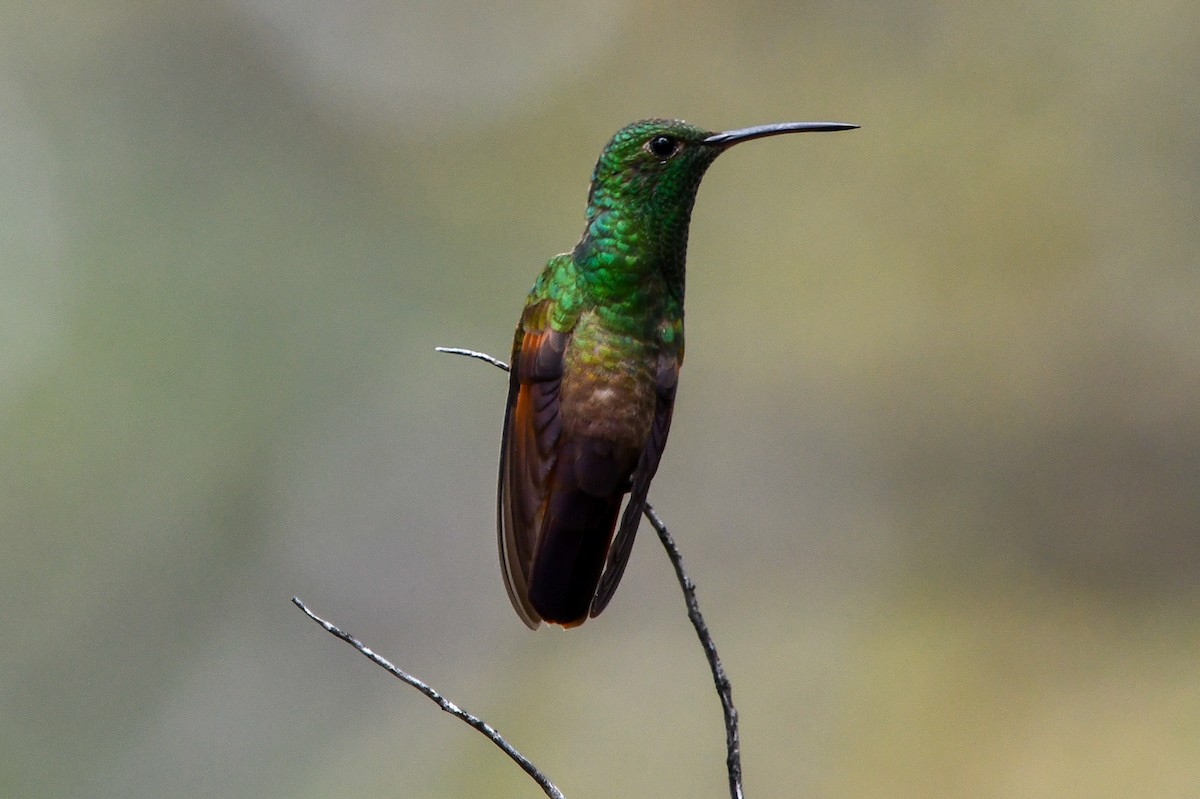 Berylline Hummingbird - Christine Kozlosky