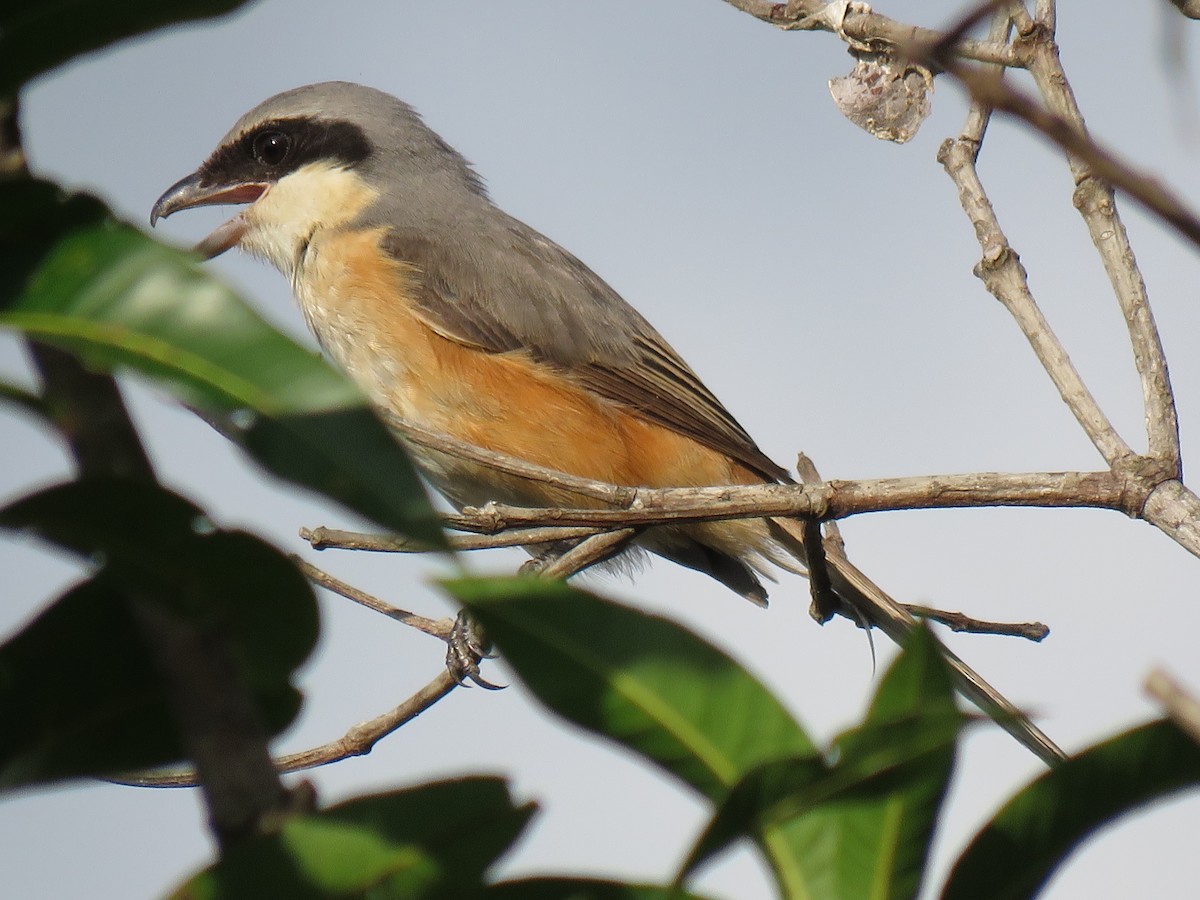 Gray-backed Shrike - ML172288911