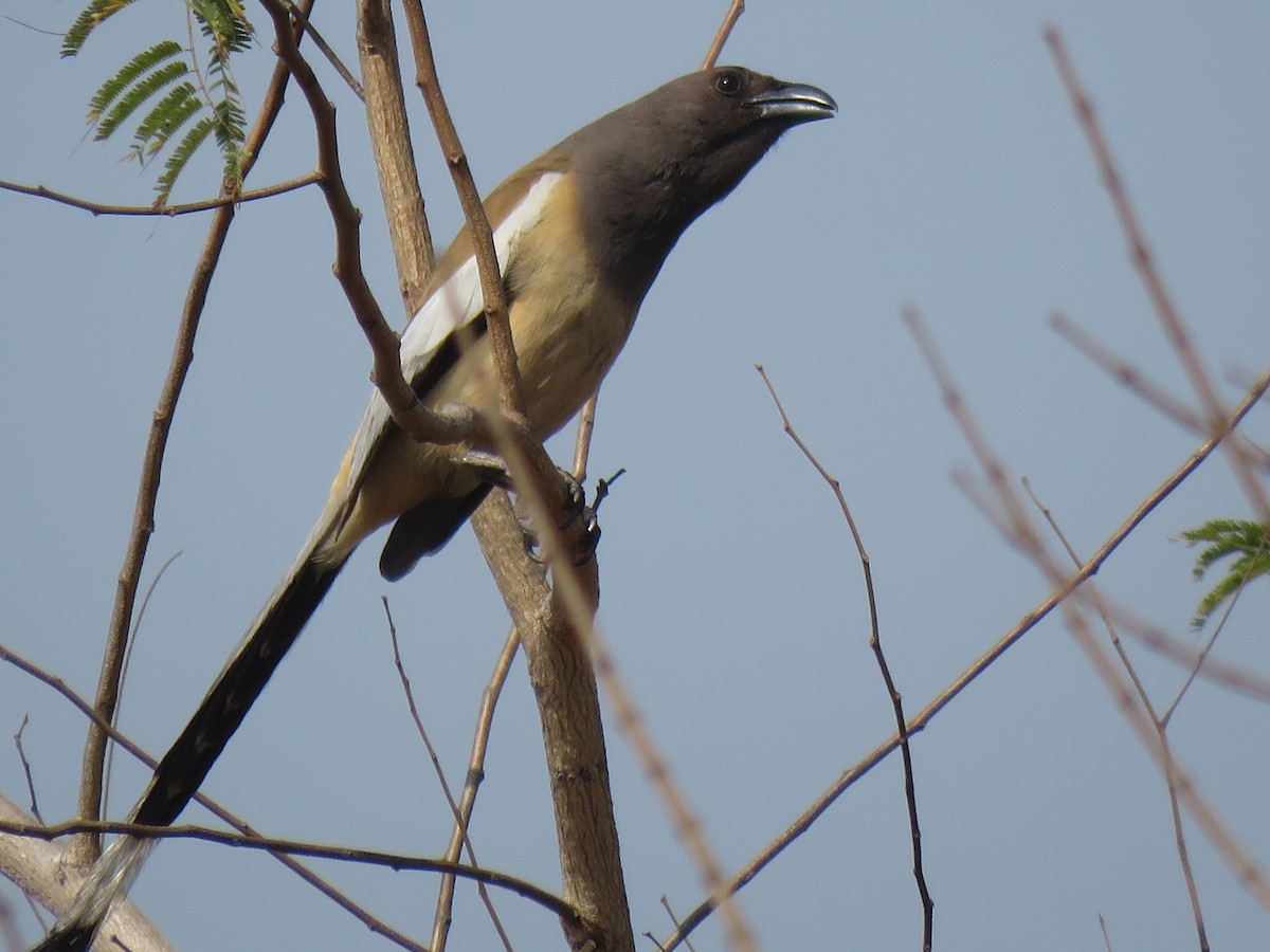 Rufous Treepie - ML172289031