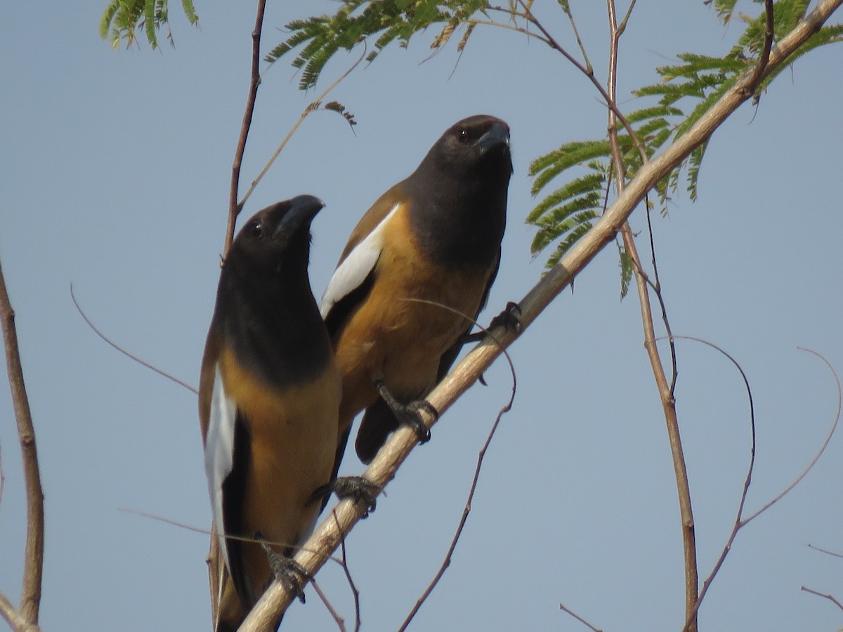 Rufous Treepie - ML172289041