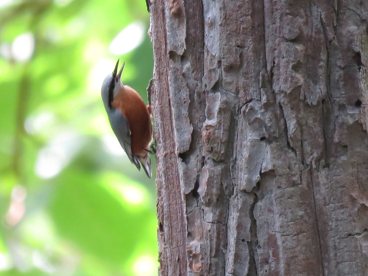 Burmese Nuthatch - ML172289421