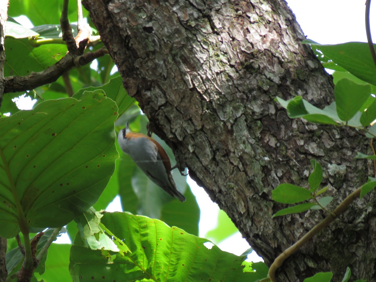 Burmese Nuthatch - ML172289431