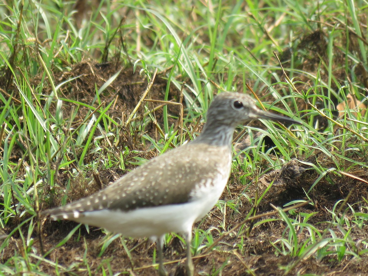 Green Sandpiper - ML172290241