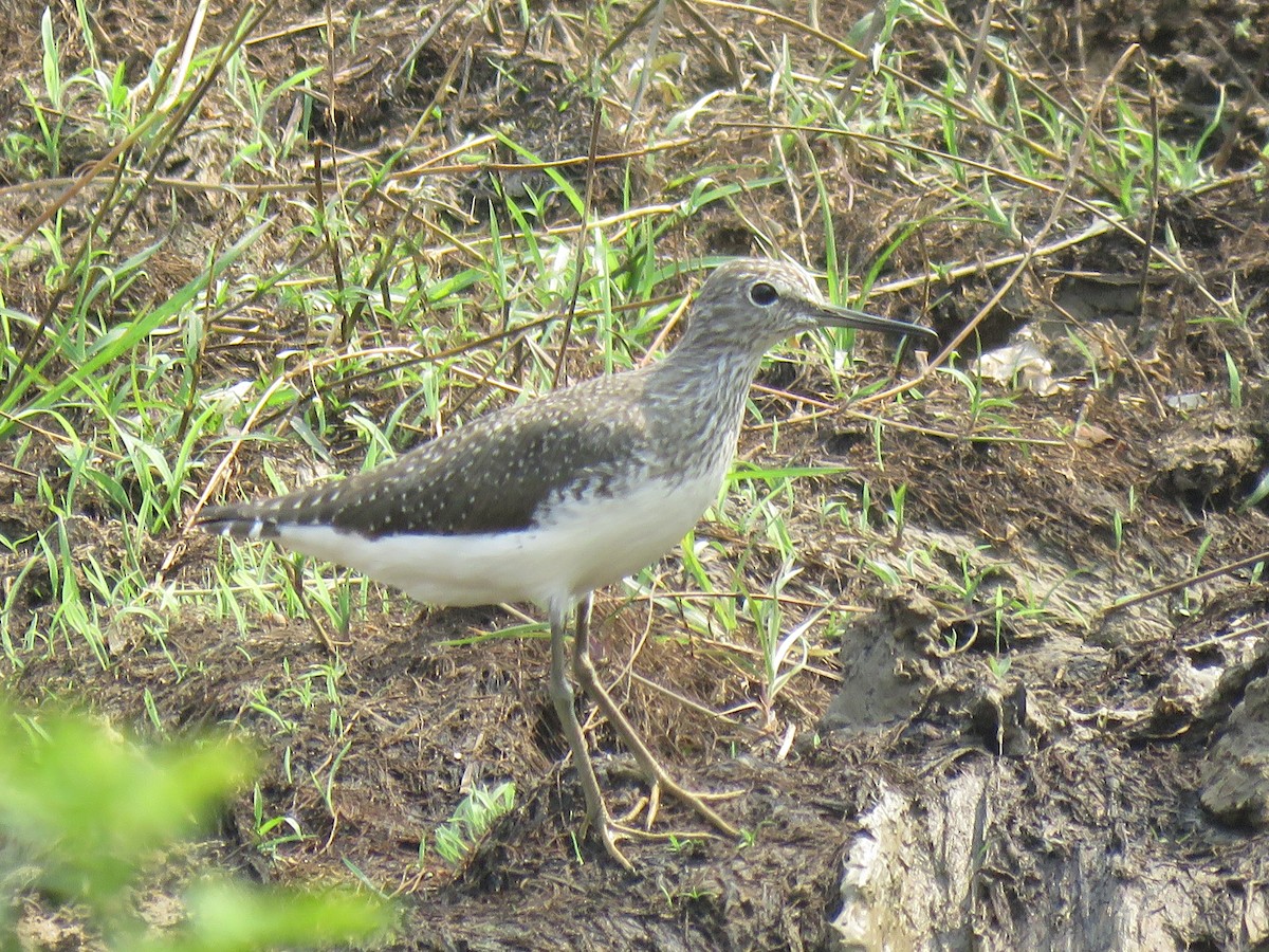 Green Sandpiper - ML172290251