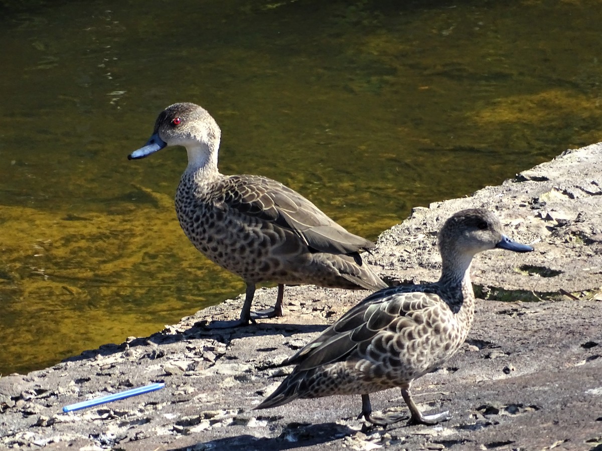 Gray Teal - ML172290301