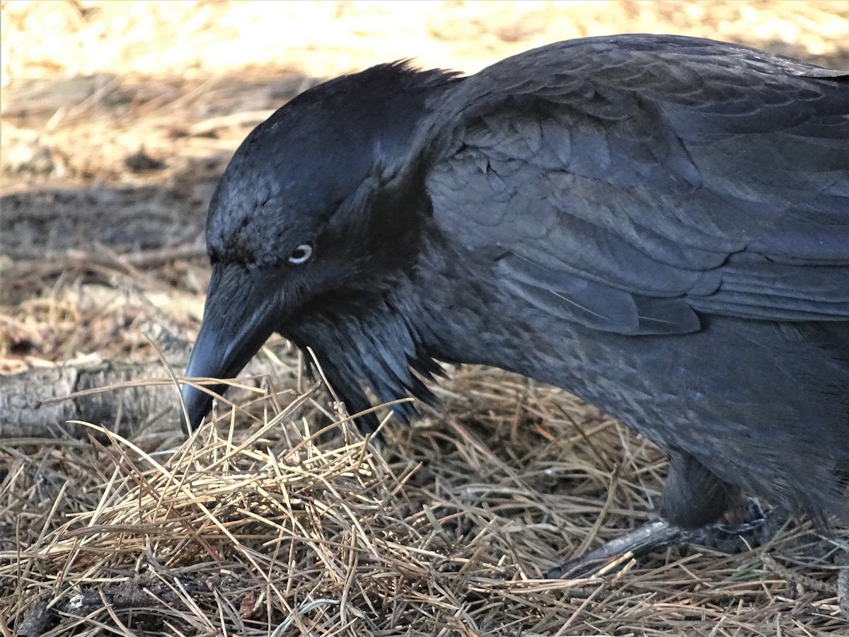 Australian Raven - ML172290601