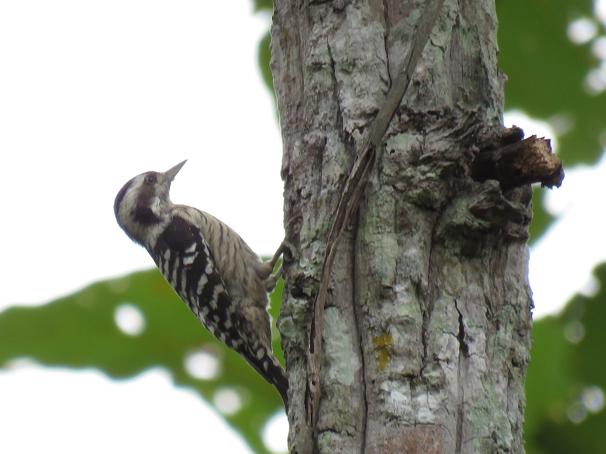 Gray-capped Pygmy Woodpecker - ML172290721