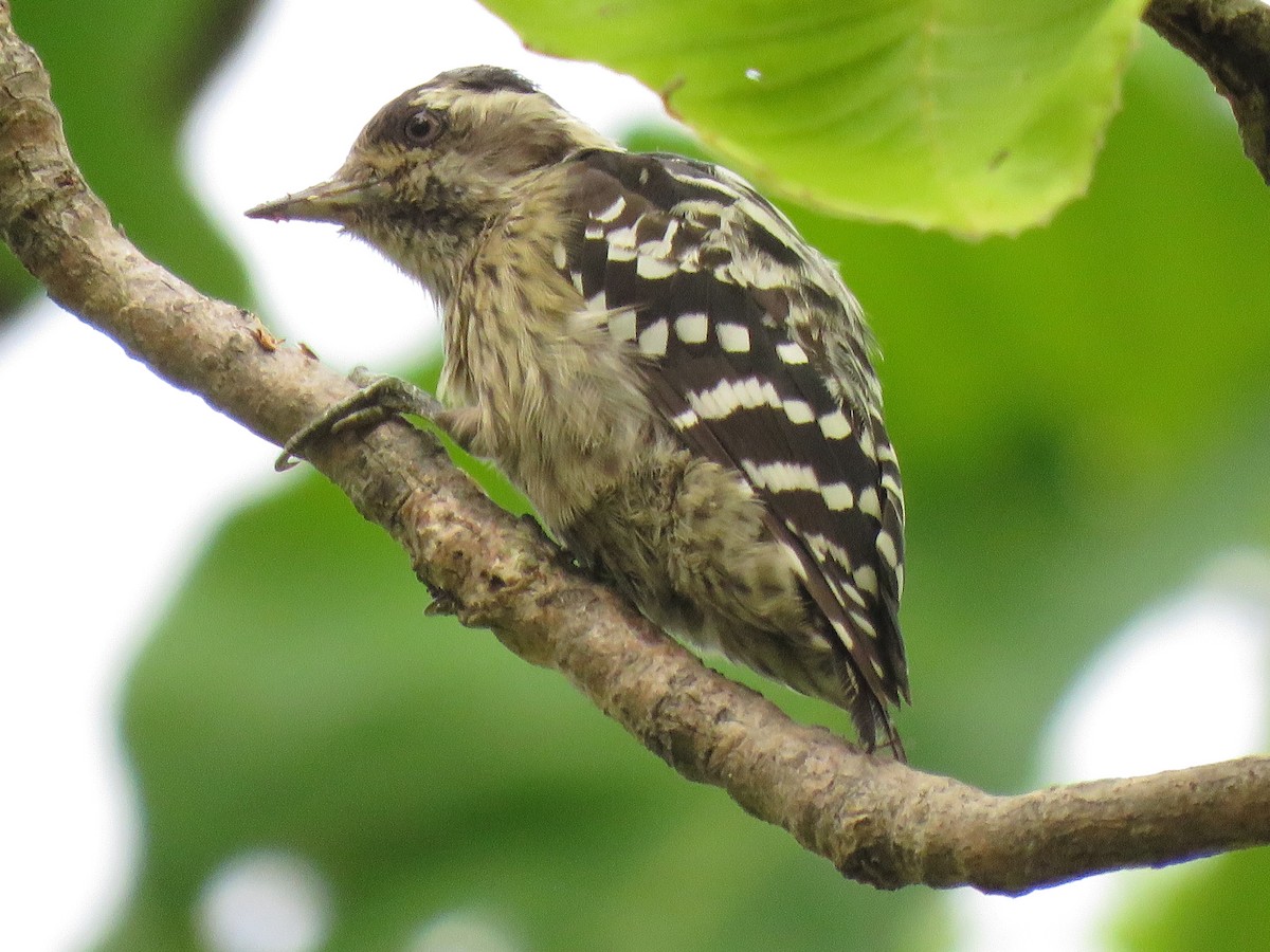 Gray-capped Pygmy Woodpecker - ML172290731