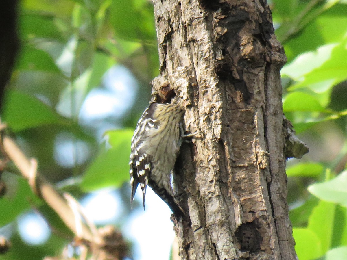 Gray-capped Pygmy Woodpecker - ML172290741