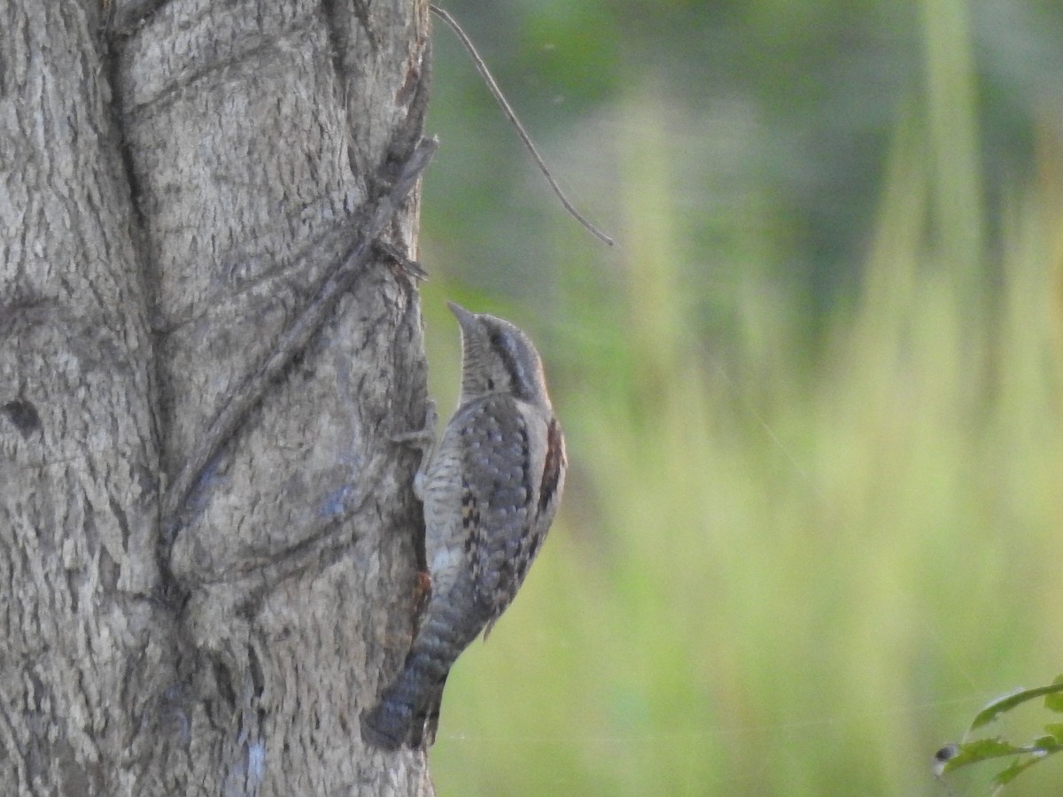 Eurasian Wryneck - ML172290771