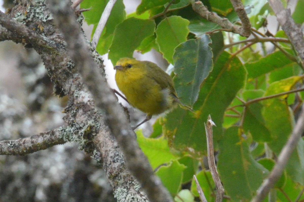 Hawaii-Amakihikleidervogel (wilsoni) - ML172290901