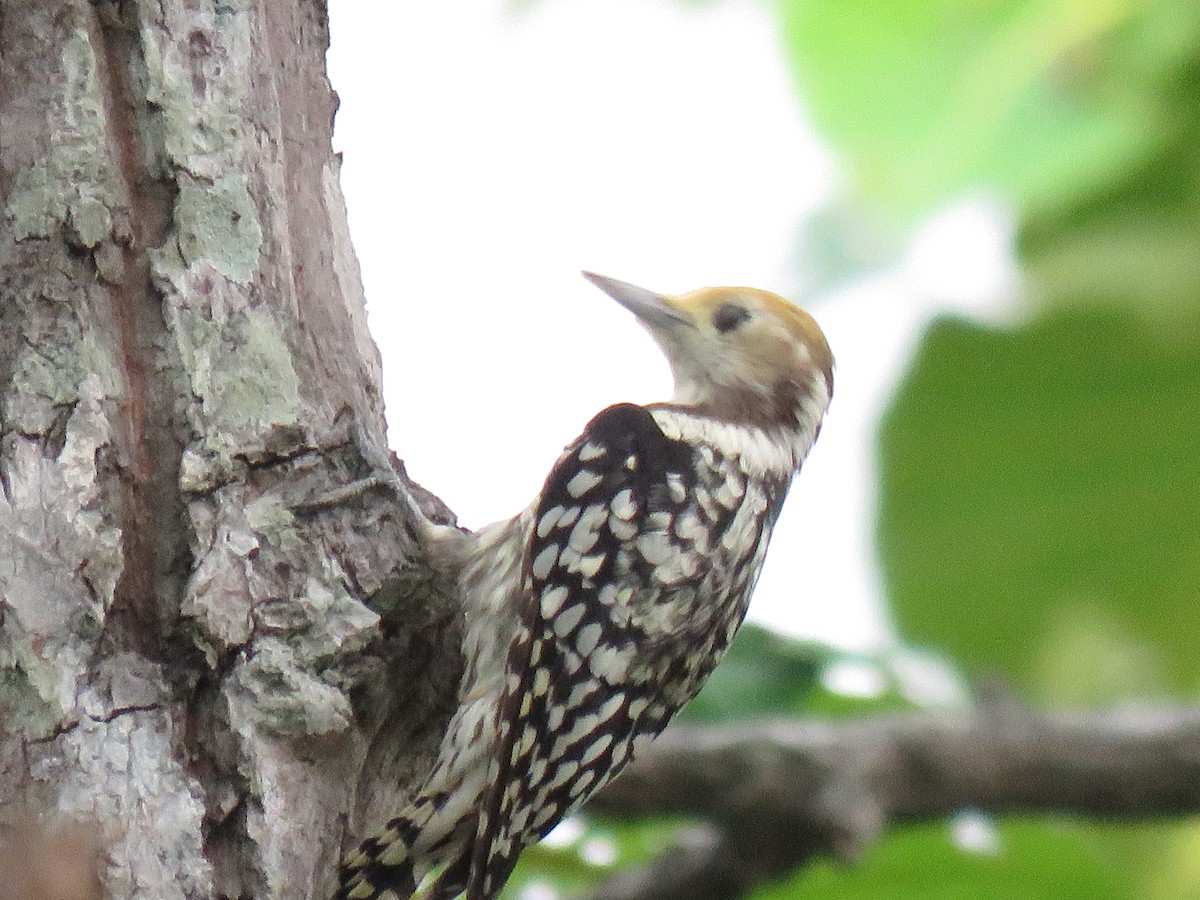 Yellow-crowned Woodpecker - ML172290991