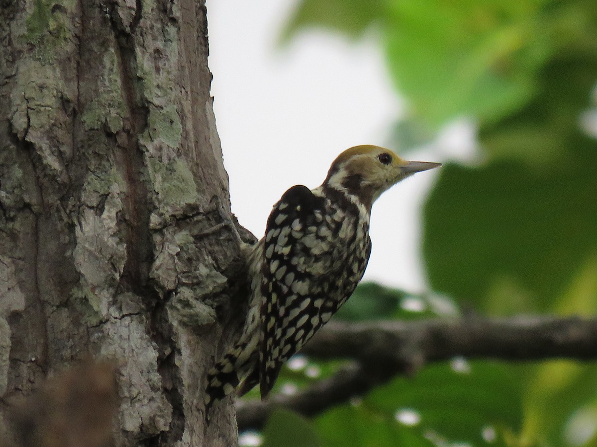 Yellow-crowned Woodpecker - ML172291001