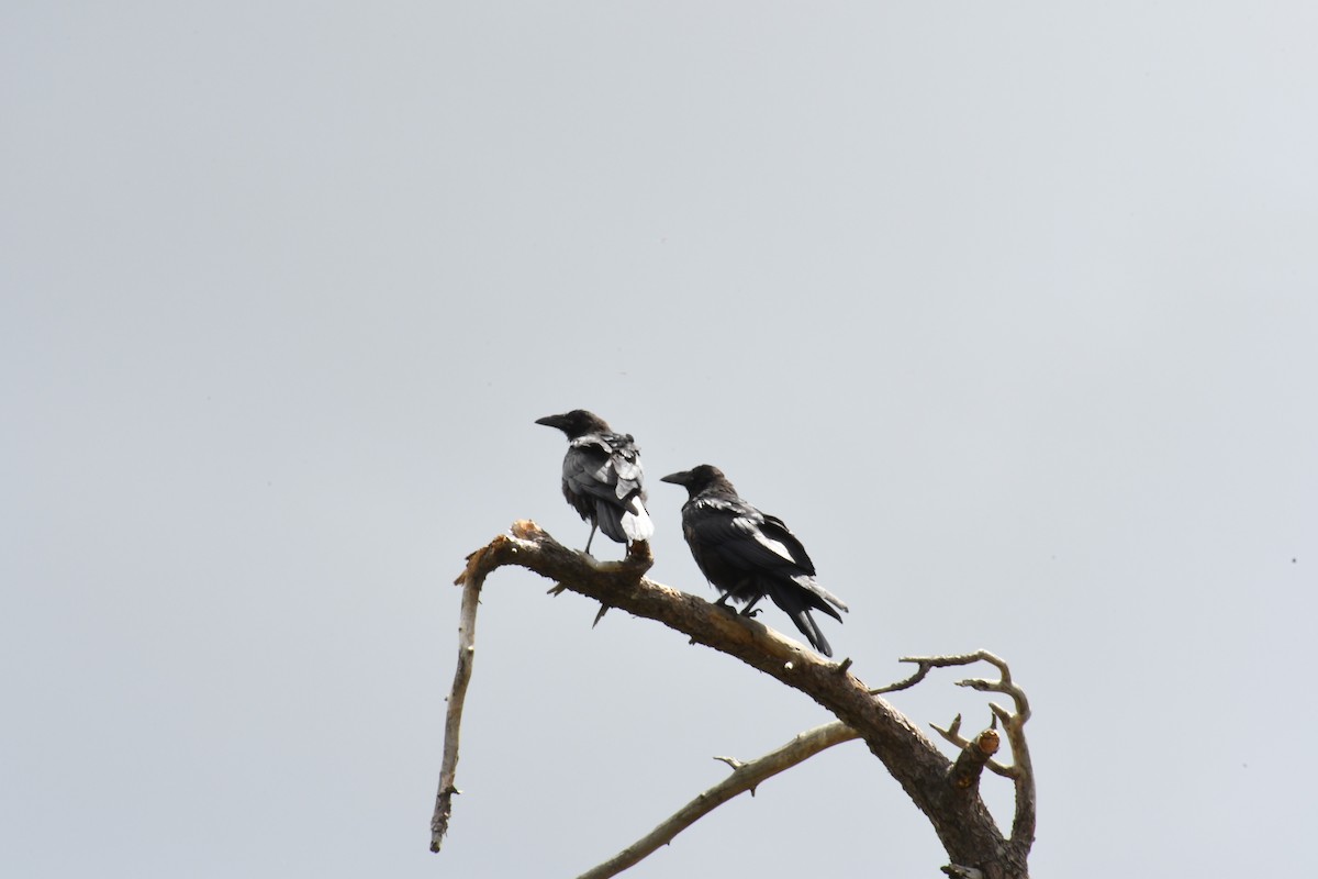 Common Raven - Janine McCabe