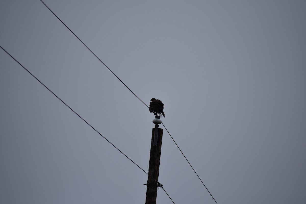 Harris's Hawk - ML172295511