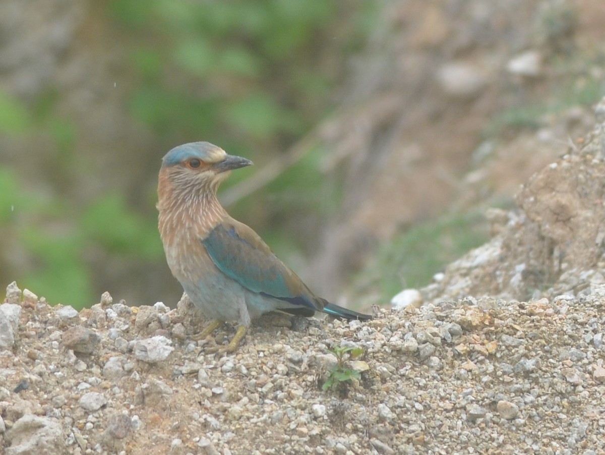 Indian Roller - ML172295711