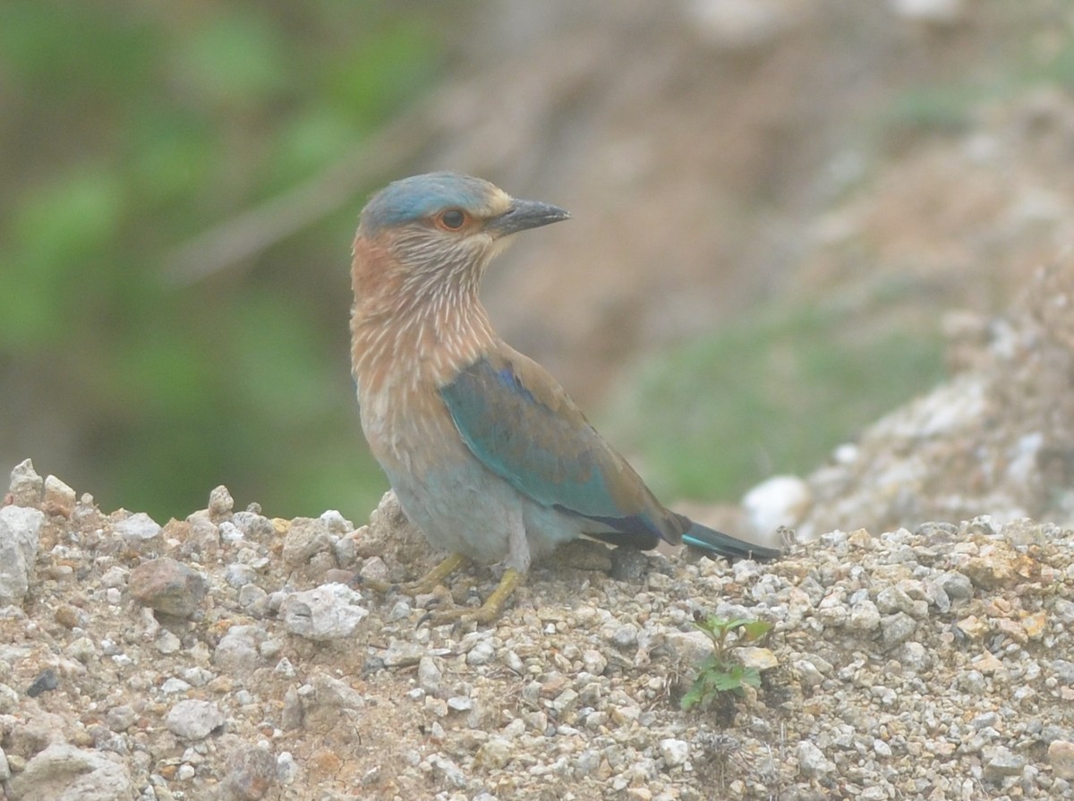 Indian Roller - ML172295721