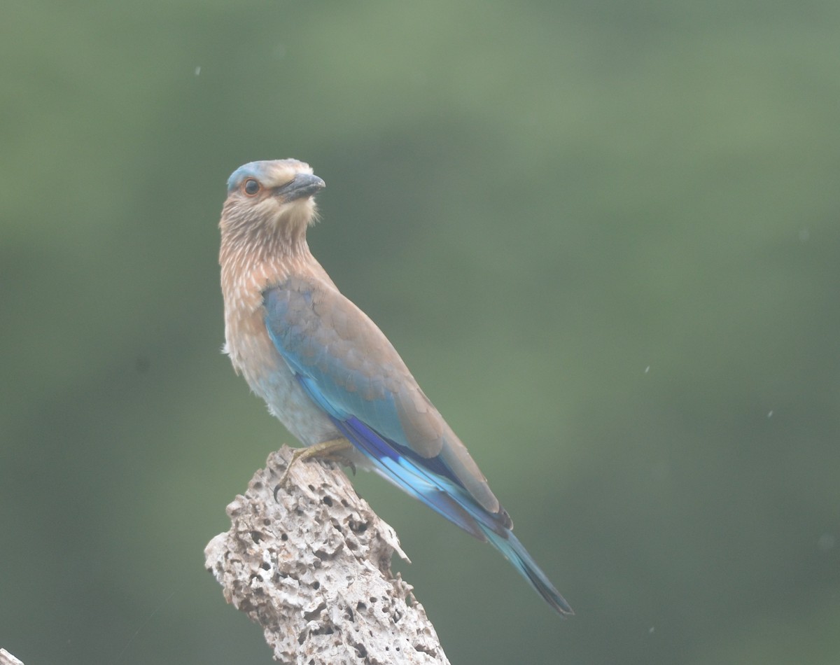 Indian Roller - ML172295731