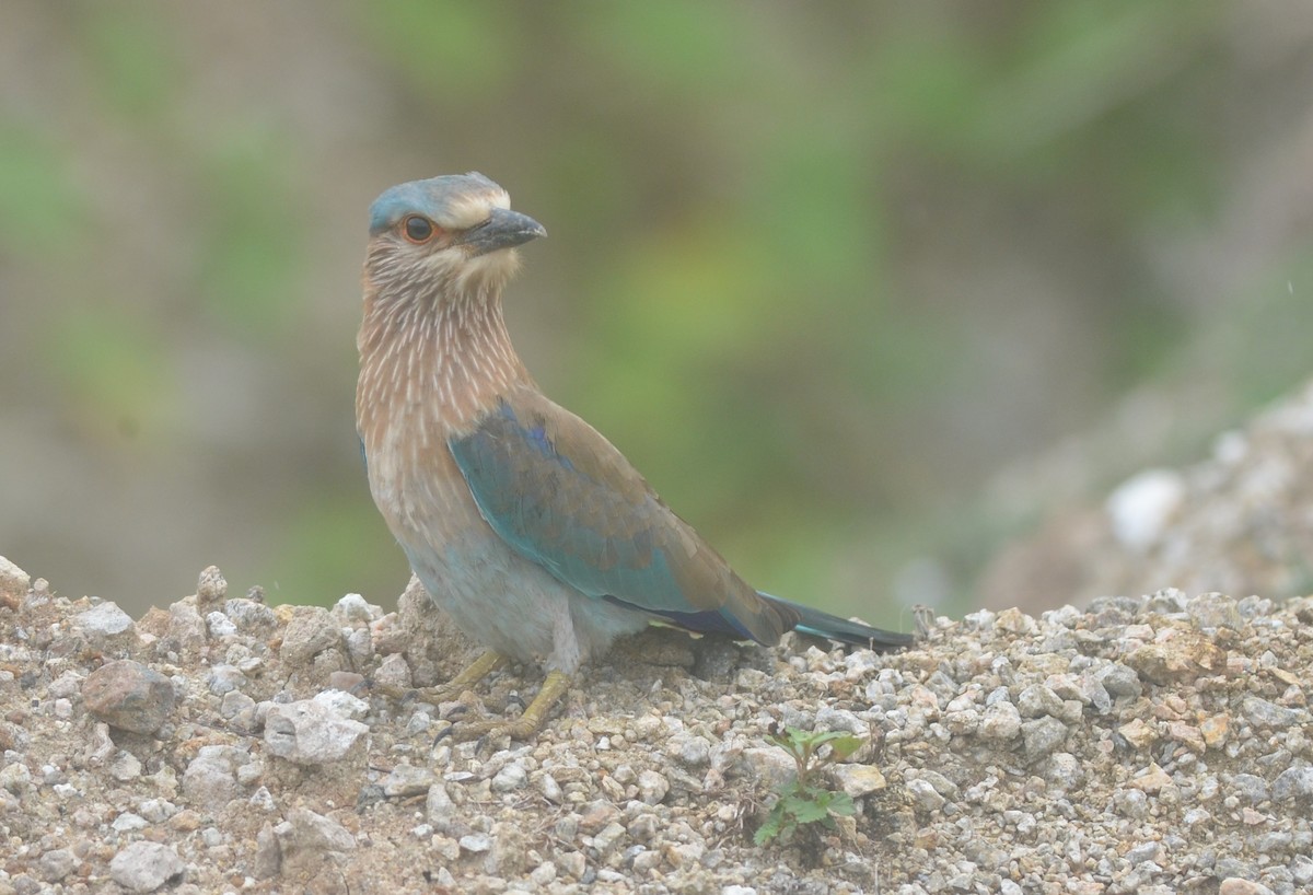 Indian Roller - ML172295741