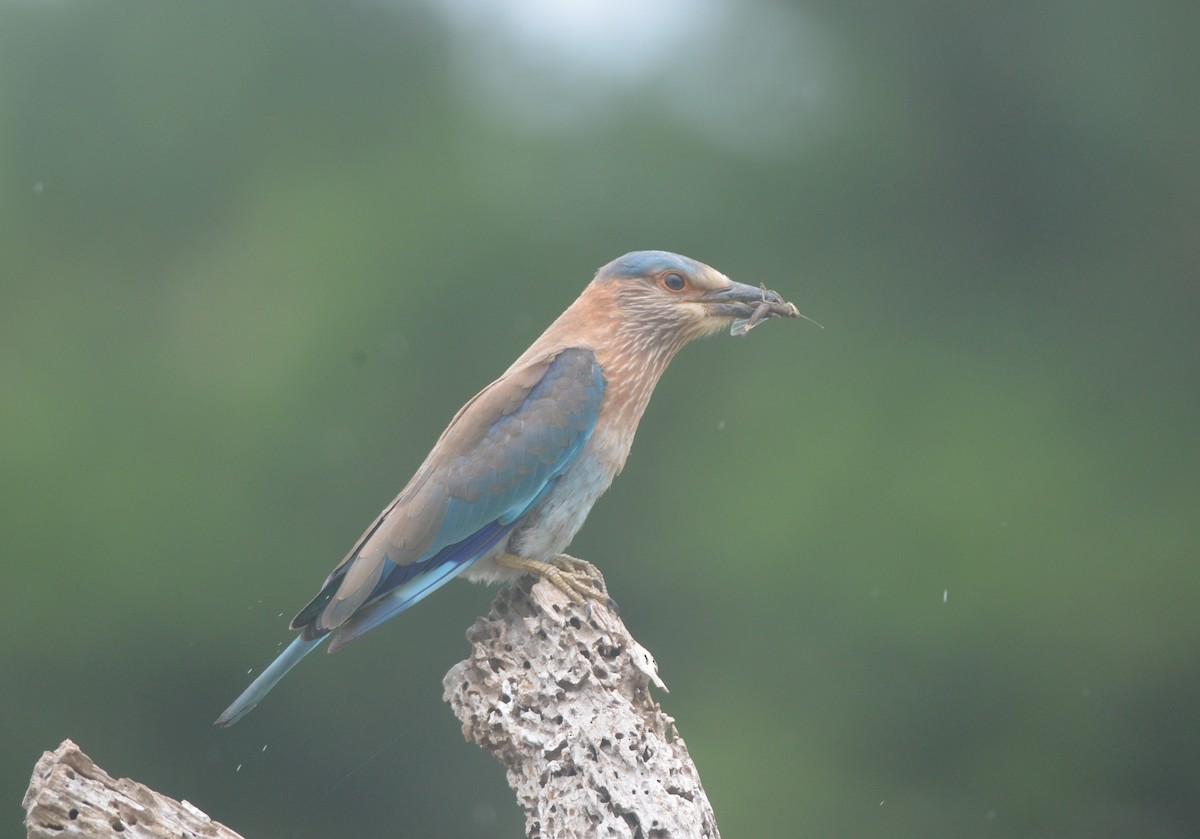 Indian Roller - ML172295751