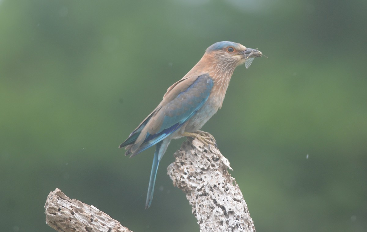 Indian Roller - ML172295761