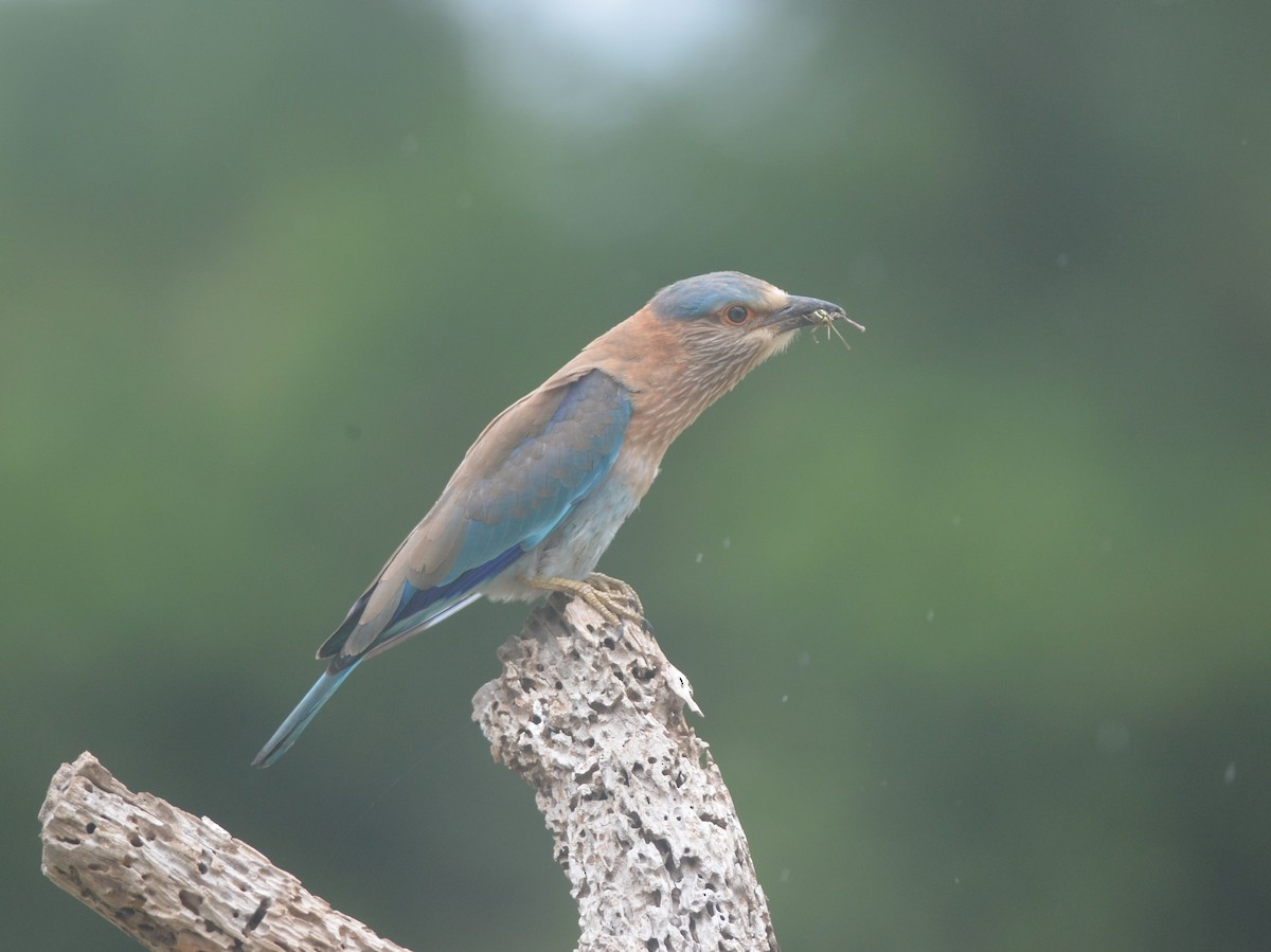 Indian Roller - ML172295771