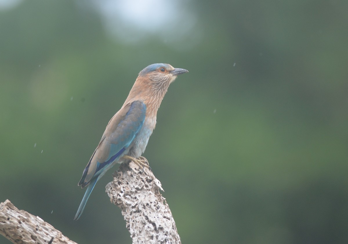 Indian Roller - ML172295781