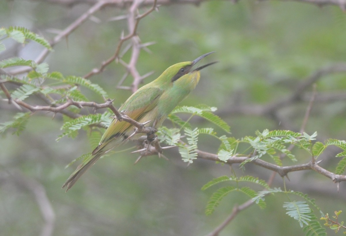 Asian Green Bee-eater - ML172295791